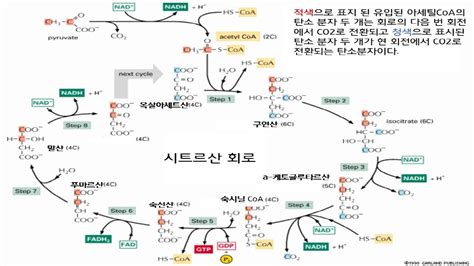 크랩스|tca.